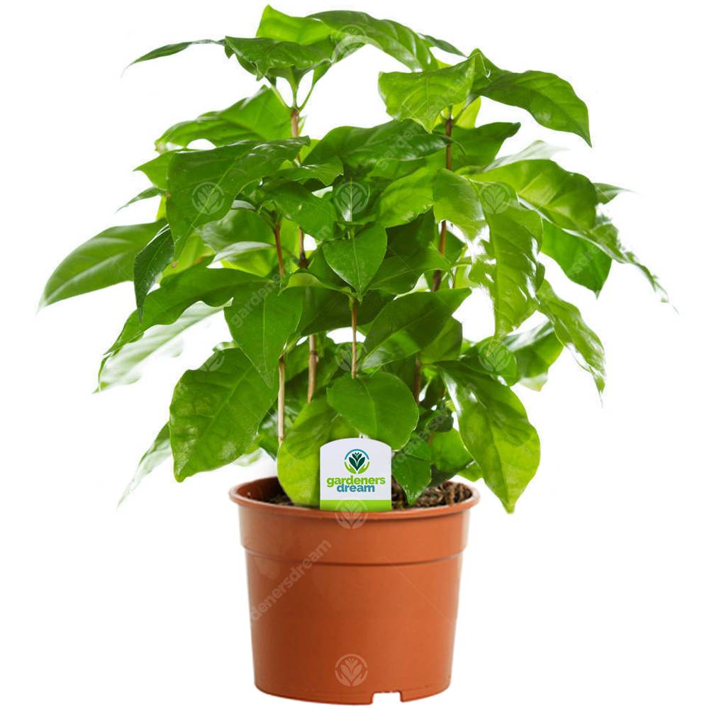 Gardenersdream - Coffea Arabica – 1 X Caféier Luisant Pour La Maison Ou Le Bureau En Pot - GardenersDream - Imagen 1