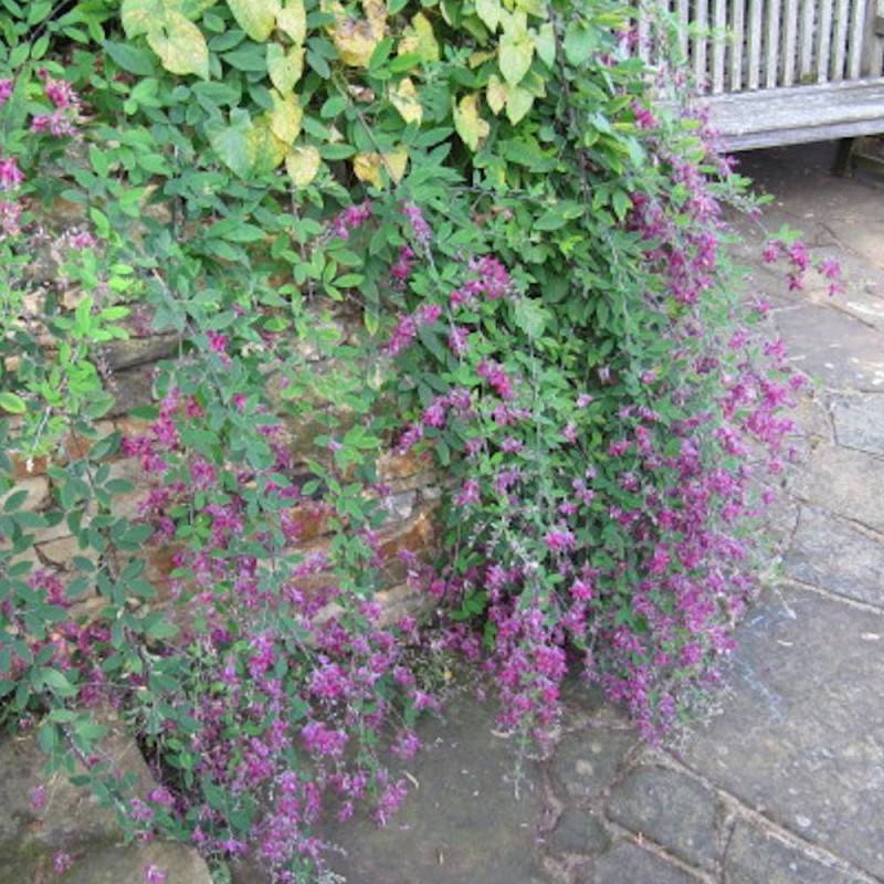 Lespedeza de Thunberg à fleurs Violette - feuillage Semi-Persistant - Pot de 3L - 20/40 cm- hauteur à maturité De 0,50 m à 1,00 m - Image 2