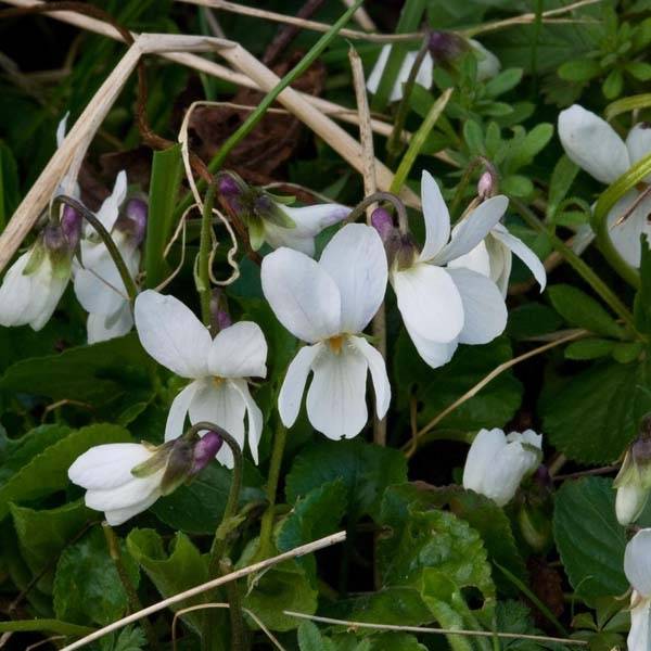 Promesse de Fleurs - Violette odorante, Viola odorata Alba Godet de 8/9 cm