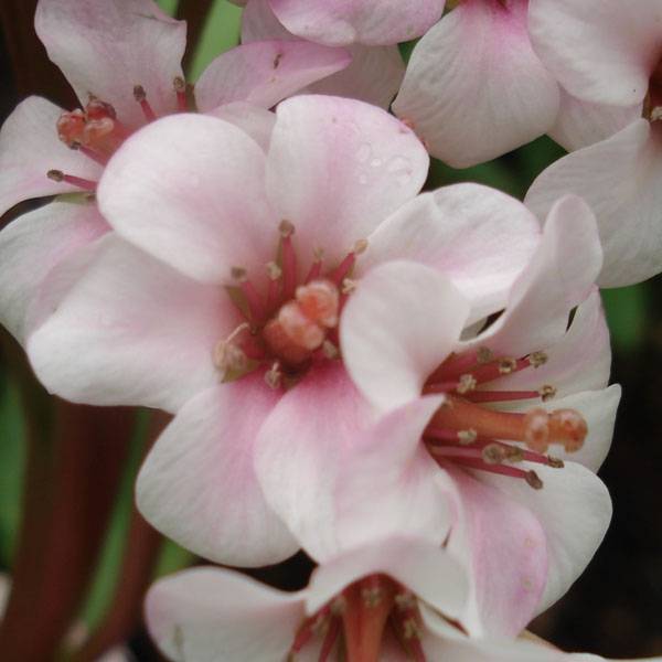 Bergenia Hybride Baby Doll - Plante des savetiers Godet de 8/9 cm