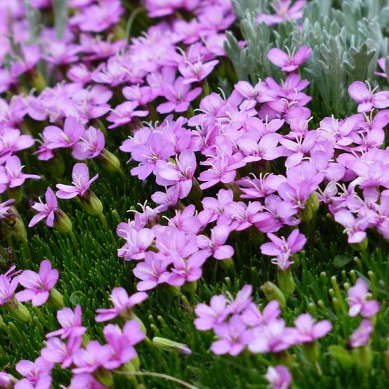 Promesse de Fleurs - Silene acaulis Godet de 7/8 cm