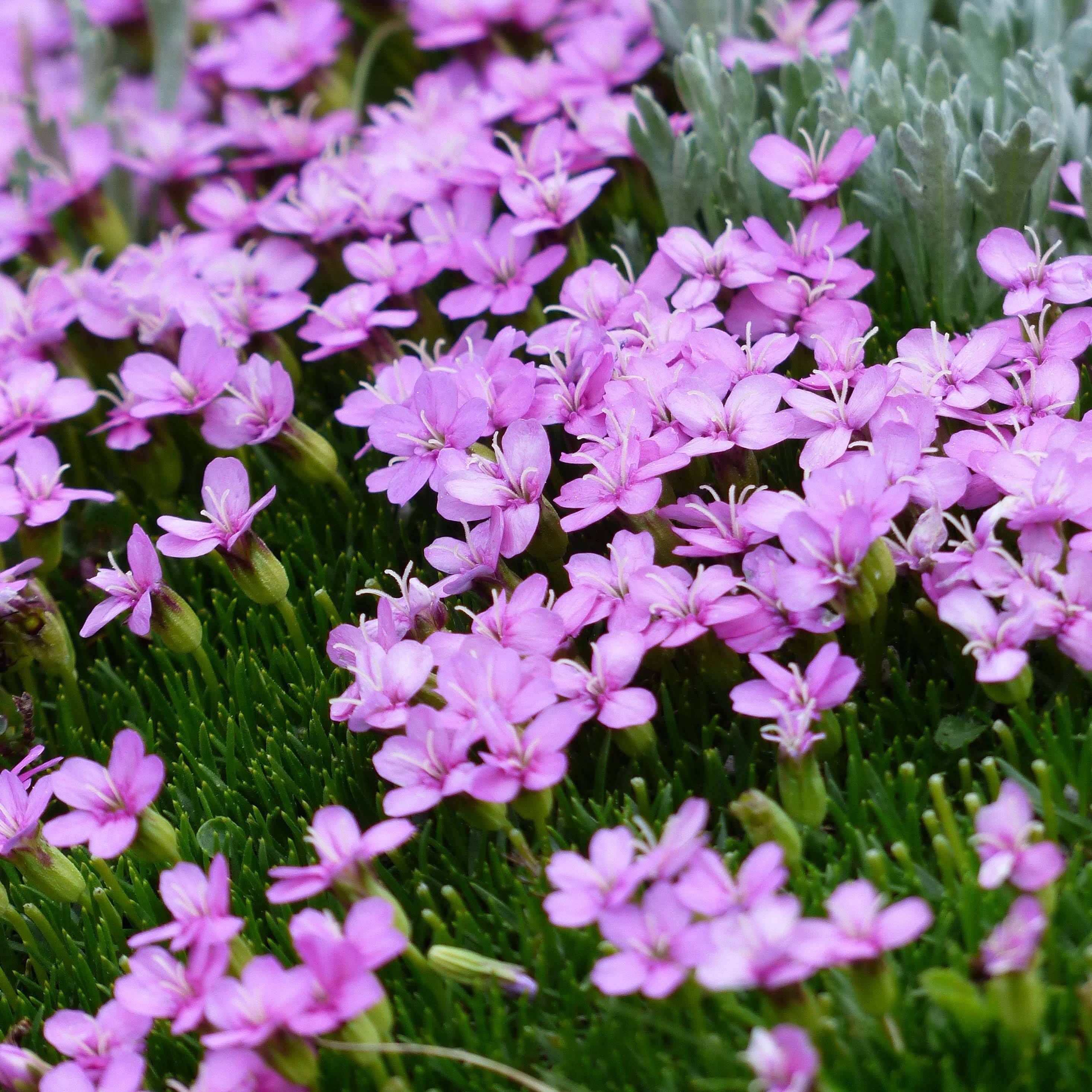 Promesse de Fleurs - Silene acaulis Godet de 7/8 cm