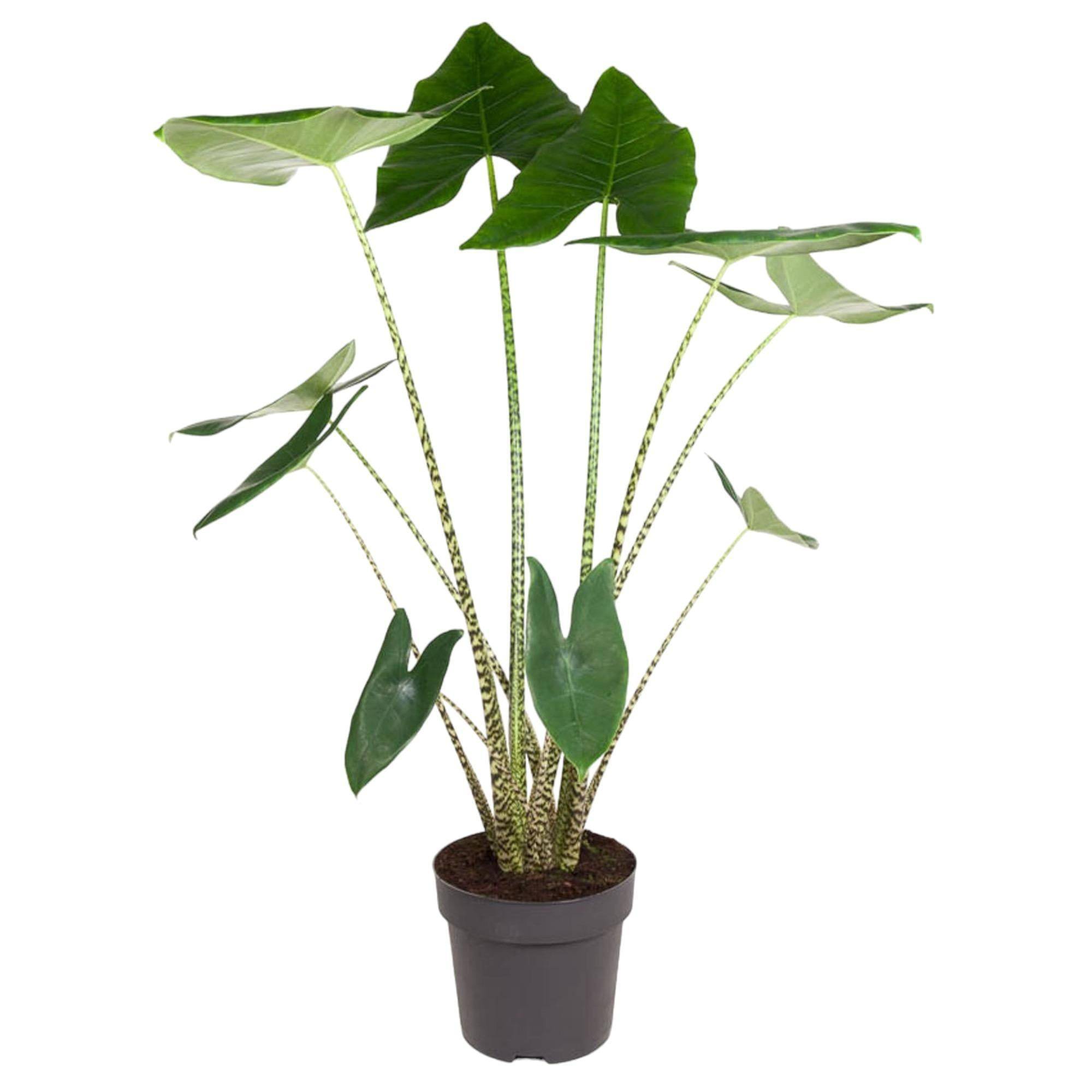 Alocasia Zebrina 130cm - Plante d'intérieur- La Green Touch - Image 1