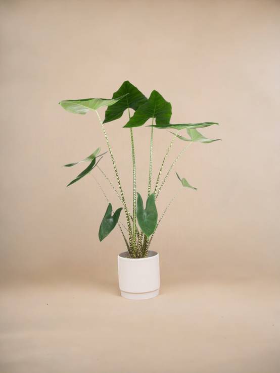Alocasia Zebrina 130cm - Plante d'intérieur- La Green Touch - Image 2