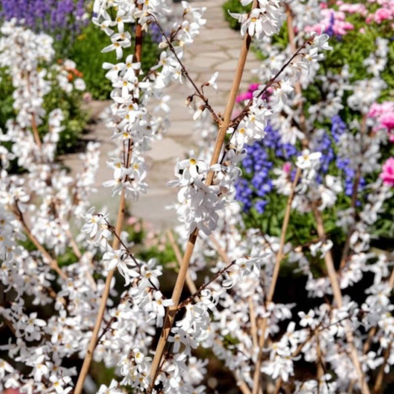 Forsythia blanc de Corée, Abeliophyllum à fleurs Blanche/ - feuillage Caduc - Pot de 4L - 40/60 cm - Imagen 3