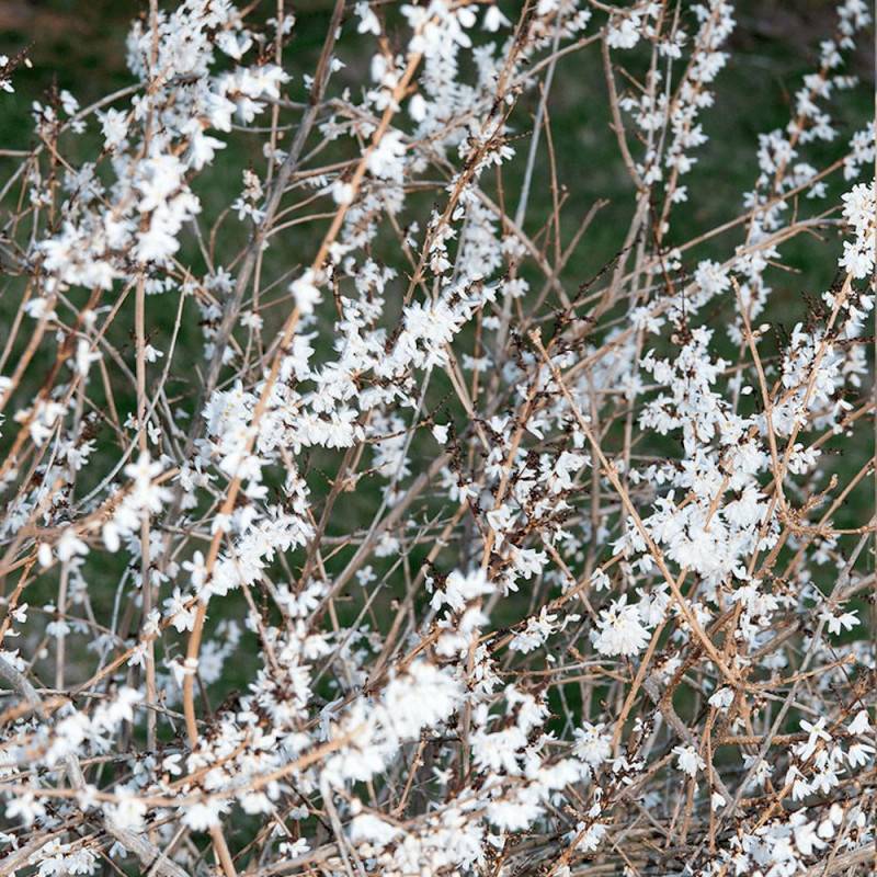 Forsythia blanc de Corée, Abeliophyllum à fleurs Blanche/ - feuillage Caduc - Pot de 4L - 40/60 cm - Imagen 1