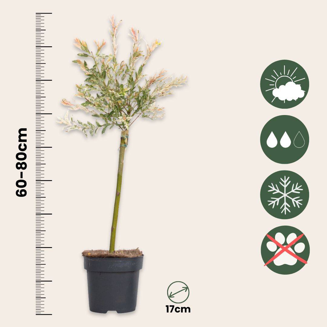 Saule crevette - Set de 4 - Salix integra 'Flamingo' - Hauteur 60-80cm - ⌀17cm - Image 6