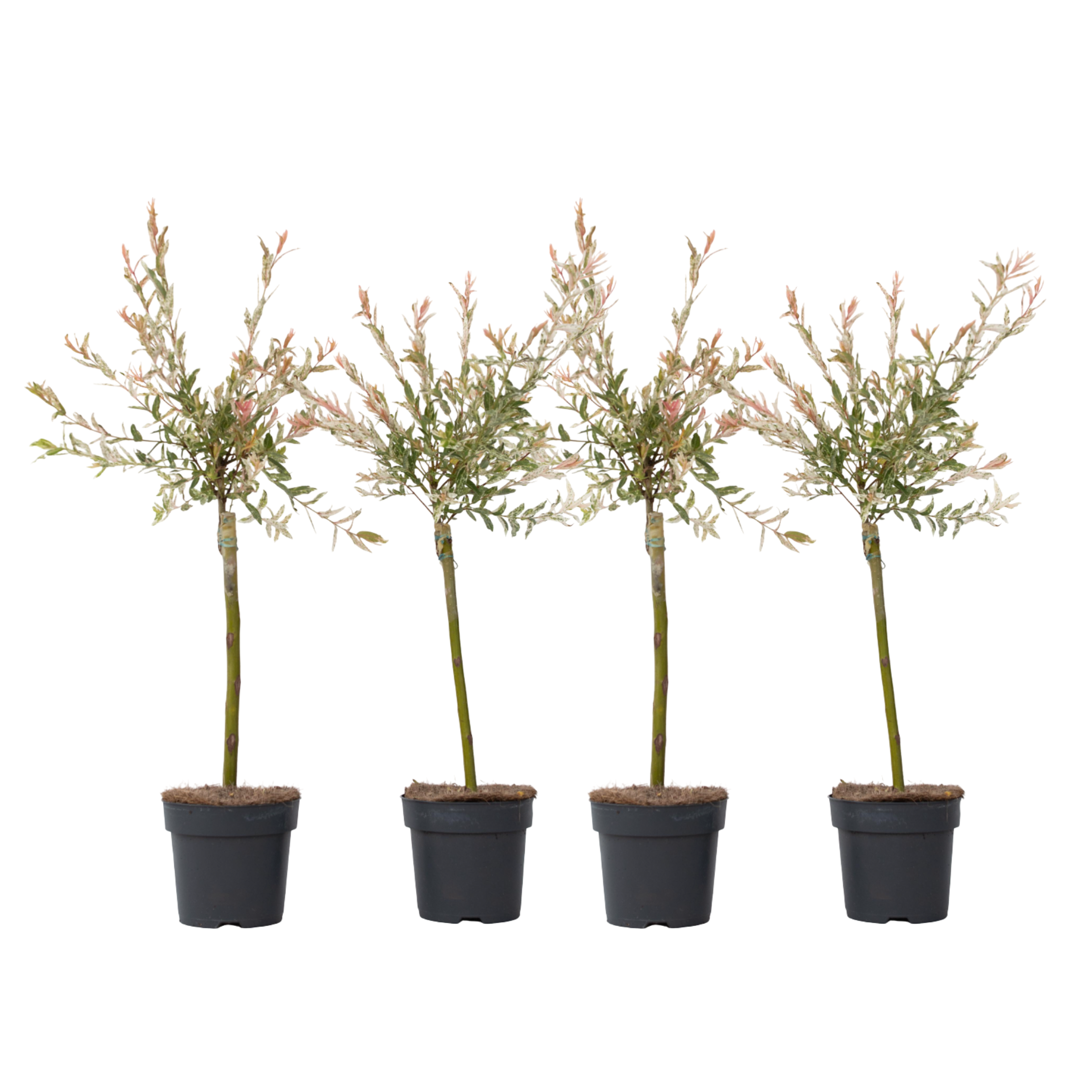 Saule crevette - Set de 4 - Salix integra 'Flamingo' - Hauteur 60-80cm - ⌀17cm - Image 1
