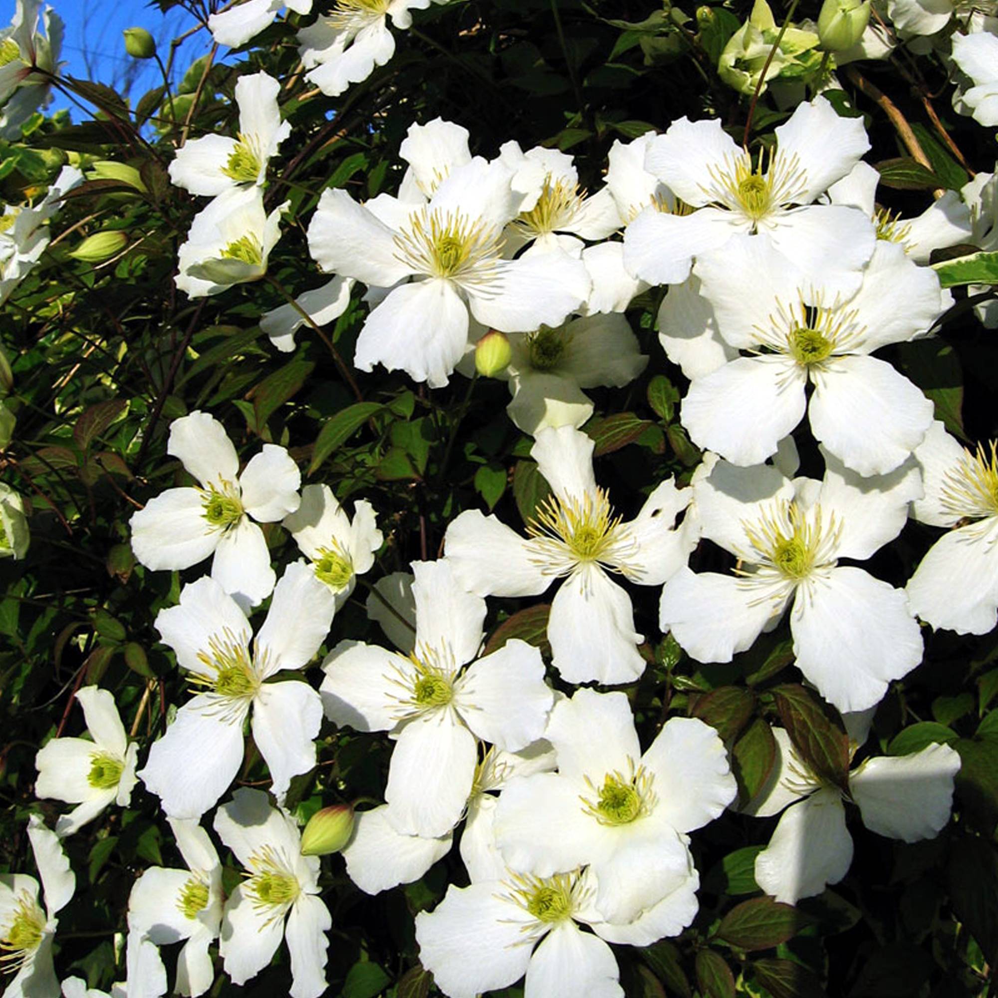 Gardenersdream - Clématite Montana 'Grandiflora' arbuste grimpant à fleurs parfumées et feuilles caduques - GardenersDream - Imagen 3