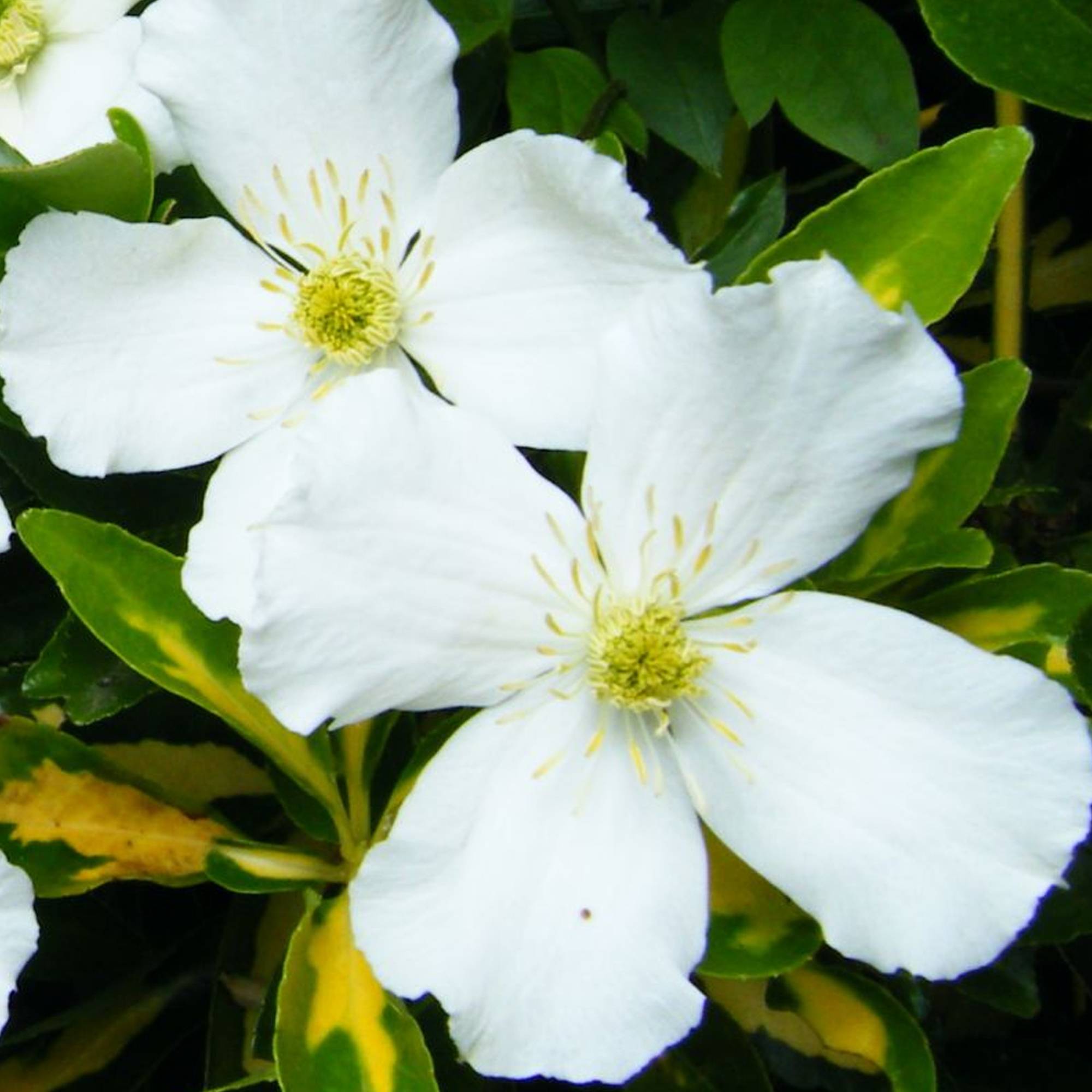Gardenersdream - Clématite Montana 'Grandiflora' arbuste grimpant à fleurs parfumées et feuilles caduques - GardenersDream - Imagen 2