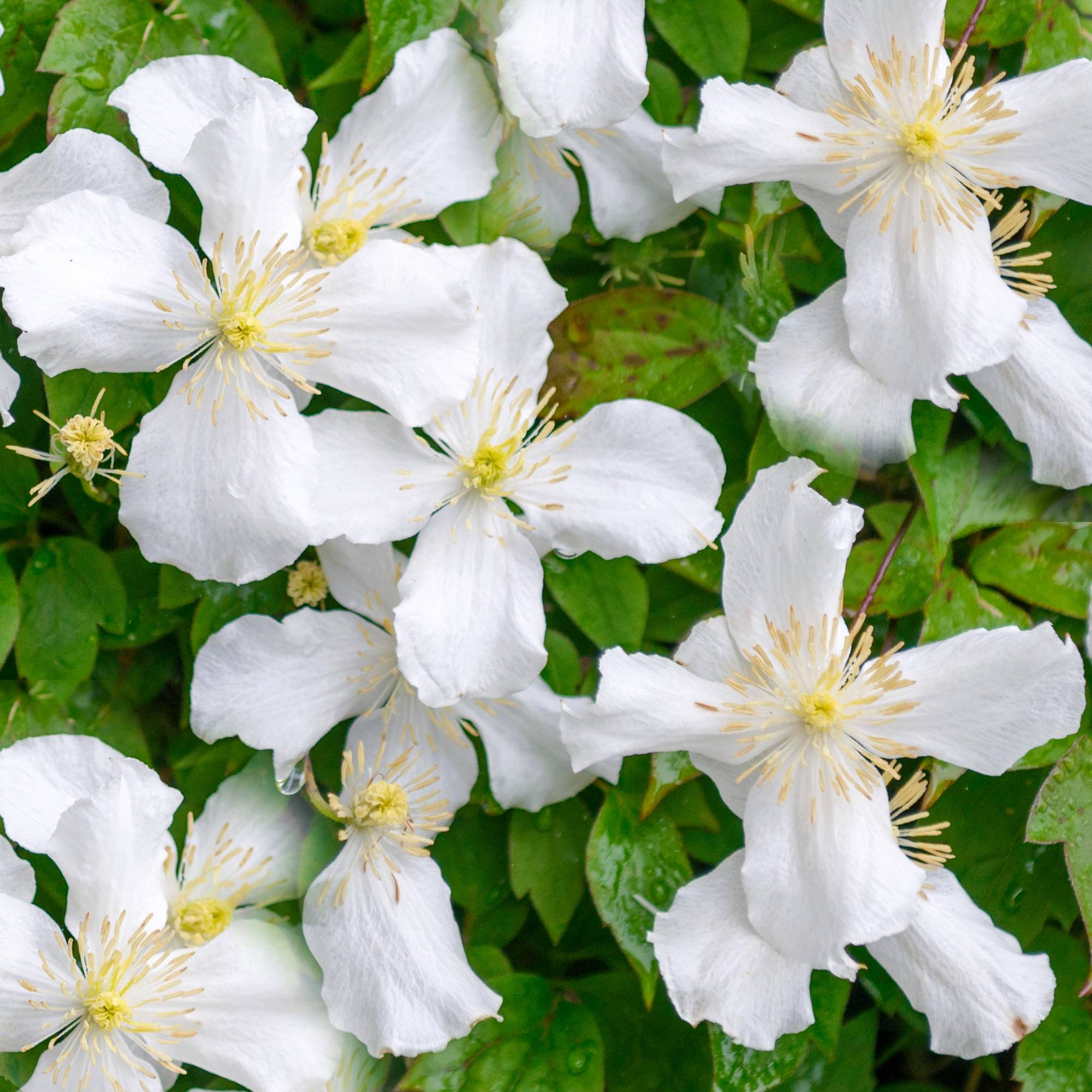 Gardenersdream - Clématite Montana 'Grandiflora' arbuste grimpant à fleurs parfumées et feuilles caduques - GardenersDream - Imagen 1