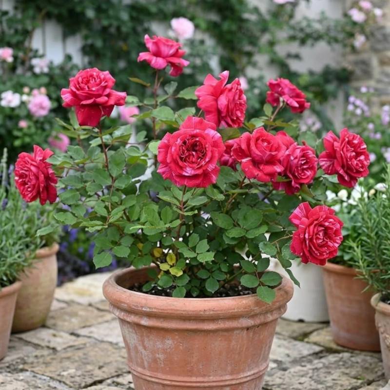 Rosier à grandes fleurs Berthe Morisot® 'Delrosroucrem' à fleurs Blanche/Rouge - feuillage Caduc - Pot de 5L - Touffe - Image 3