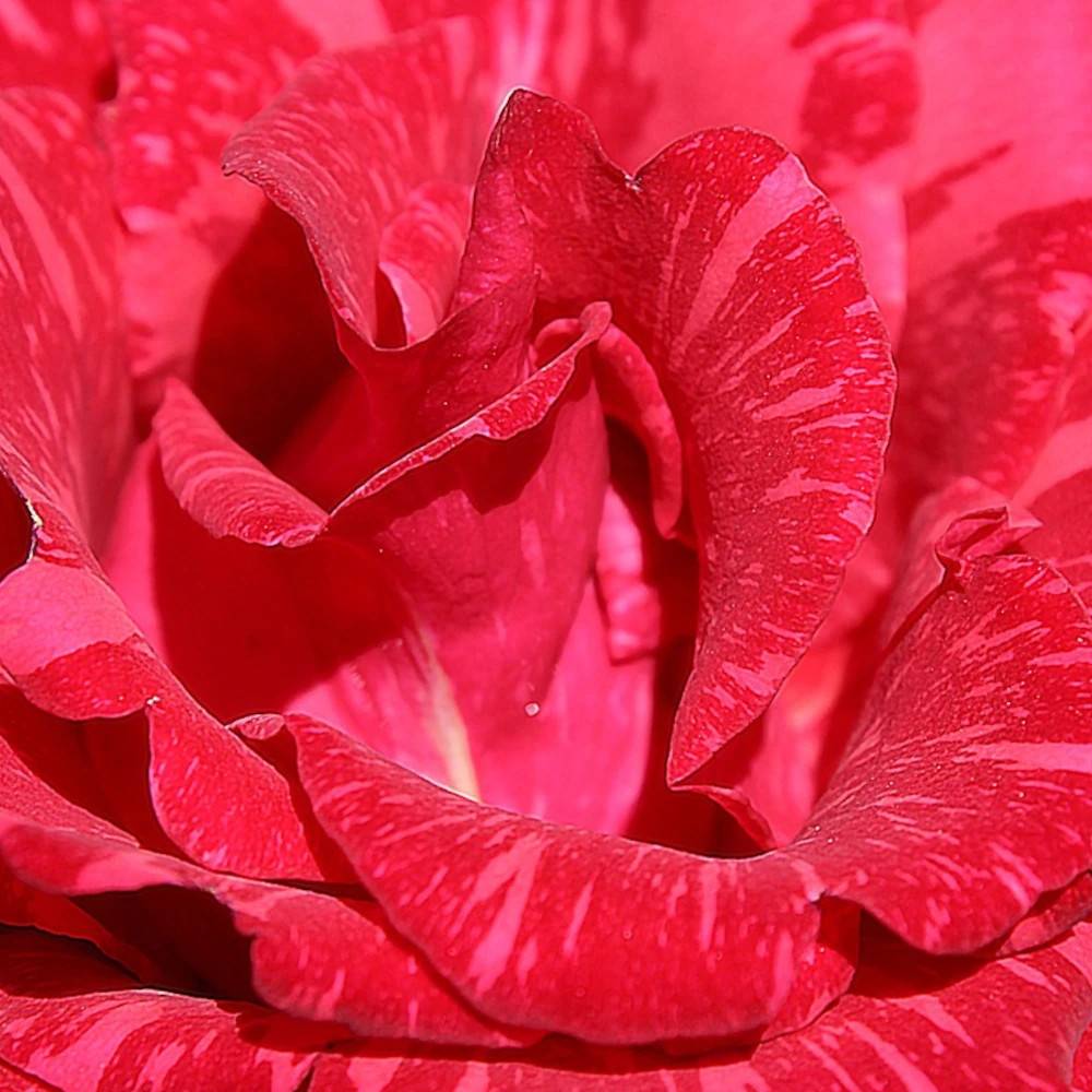 Rosier à grandes fleurs Berthe Morisot® 'Delrosroucrem' à fleurs Blanche/Rouge - feuillage Caduc - Pot de 5L - Touffe - Image 1