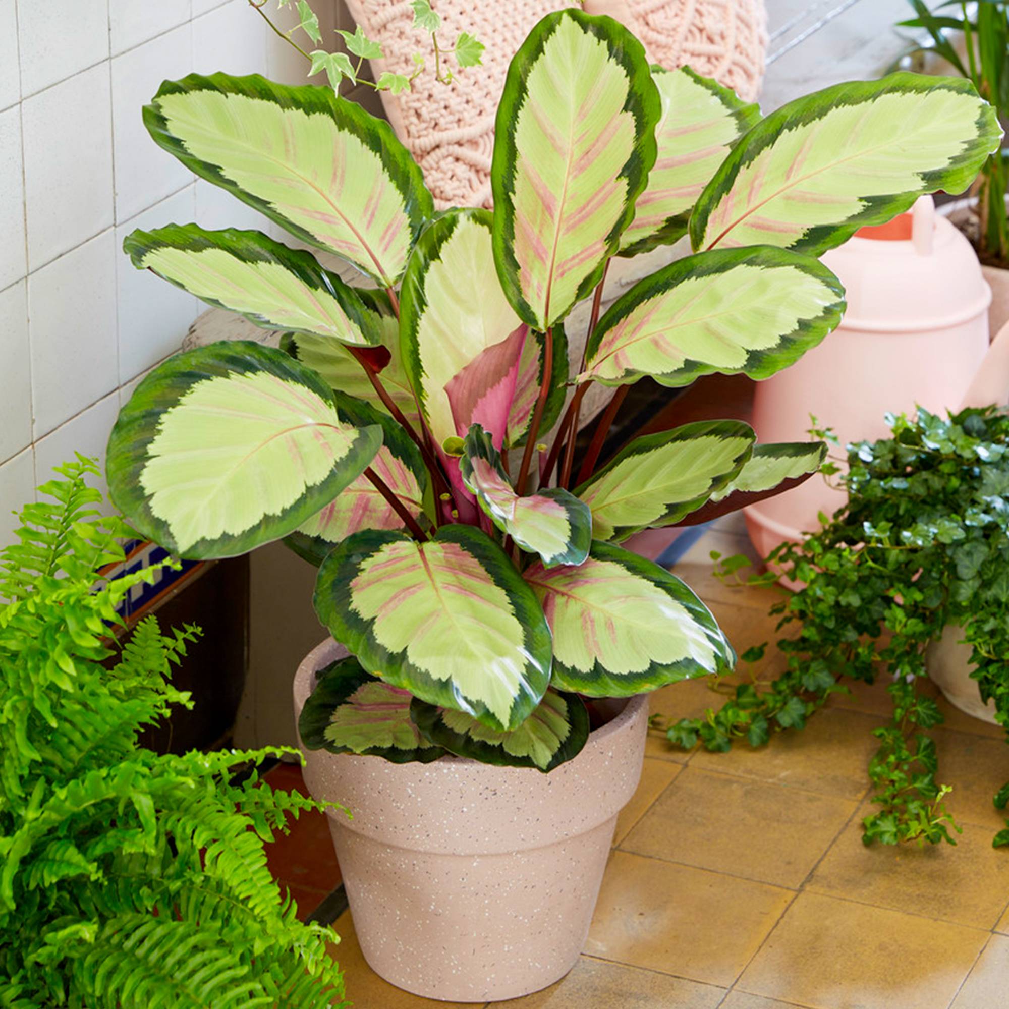 Gardenersdream - Plante Epatante Calathea Picturata 'Argentea'  Panachée Et Argentée En Pot 30-40 Cm - GardenersDream - Imagen 1