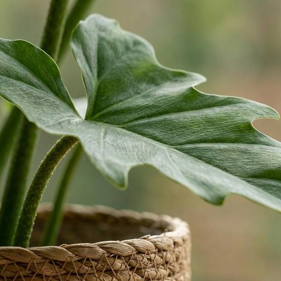 La Green Touch - Philodendron Lacerum - H65cm - Image 4