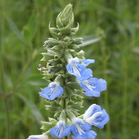 Sauge des marais à fleurs Bleue - feuillage Caduc - Pot de 7,5L - 40/60 cm- hauteur à maturité De 1,00 m à 1,50 m - Image 2