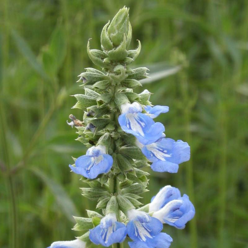 Sauge des marais à fleurs Bleue - feuillage Caduc - Pot de 7,5L - 40/60 cm-  hauteur à maturité De 1,00 m à 1,50 m - Image 1