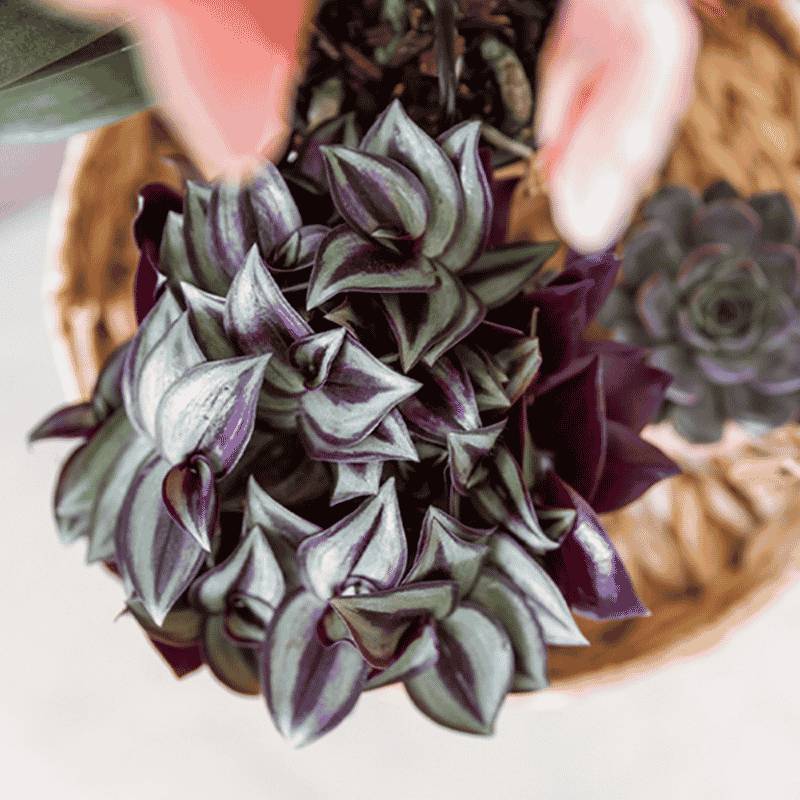 Tradescantia Zebrina - Ø9cm - ↕15cm - Plantes d'intérieur - Image 2