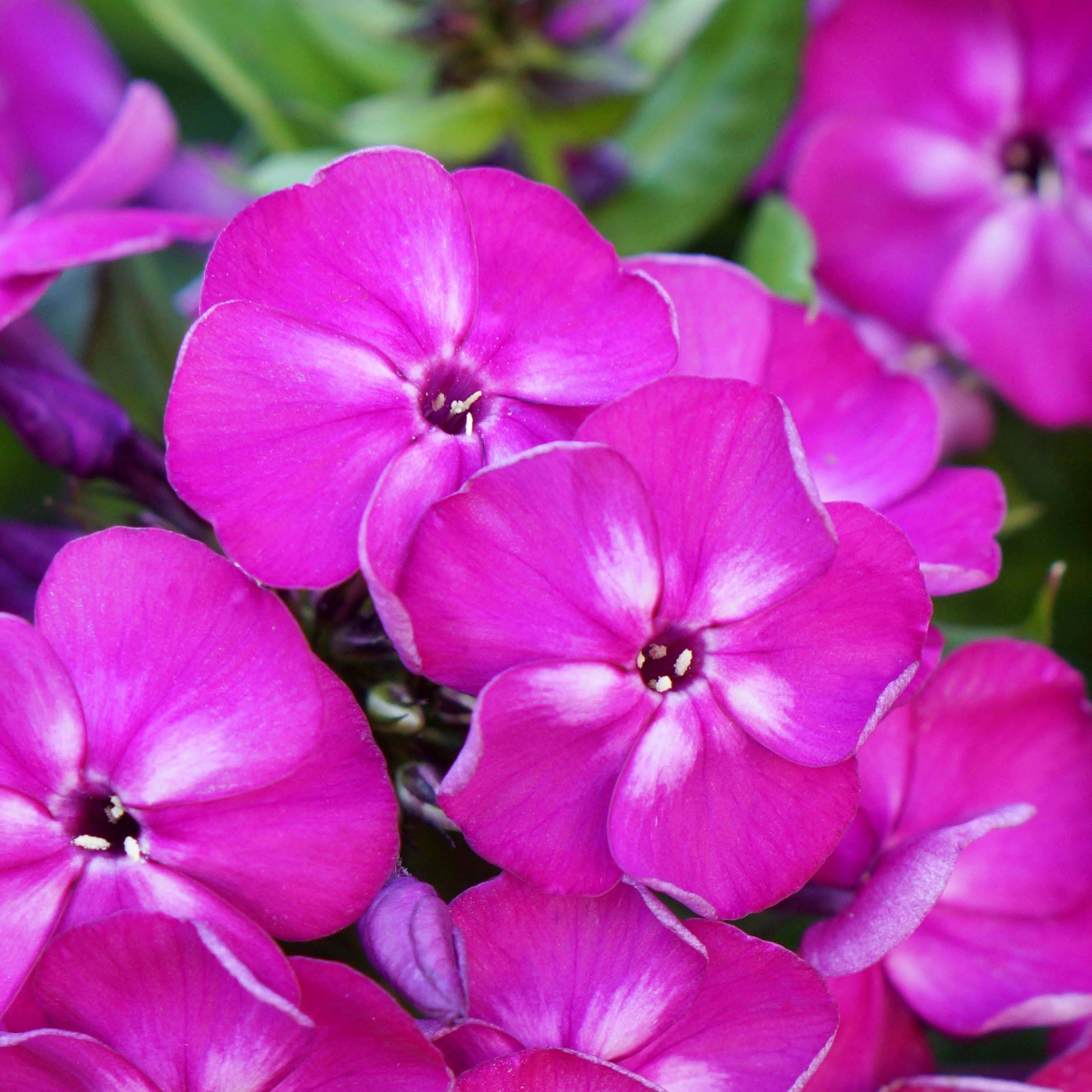 Phlox paniculata Bambini Desire Pot de 2L/3L