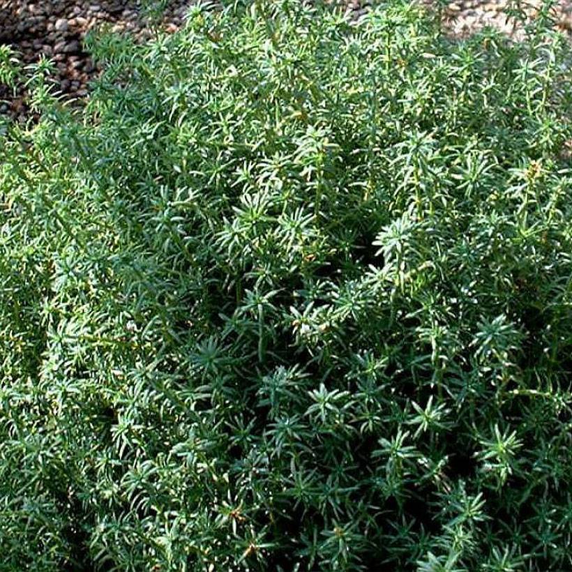 Promesse de Fleurs - Chamaecyparis pisifera Cumulus - Cyprès Sawara Pot de 2L/3L