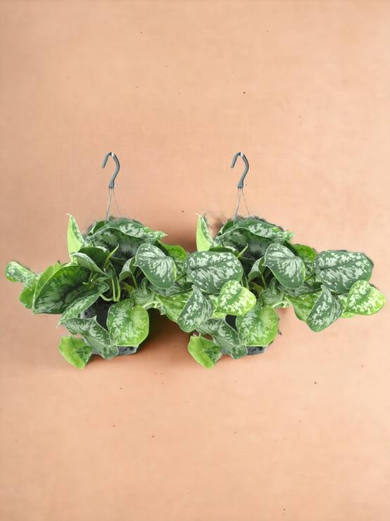 Scindapsus Pictus Trebie (Epipremnum) - H25cm - Image 1