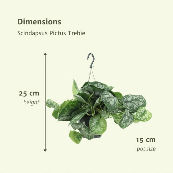 Scindapsus Pictus Trebie (Epipremnum) - H25cm - Image 4