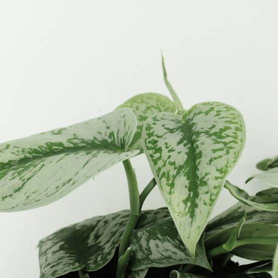 Scindapsus Pictus Trebie (Epipremnum) - H25cm - Image 3