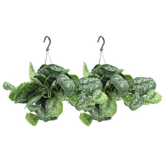 Scindapsus Pictus Trebie (Epipremnum) - H25cm - Image 2
