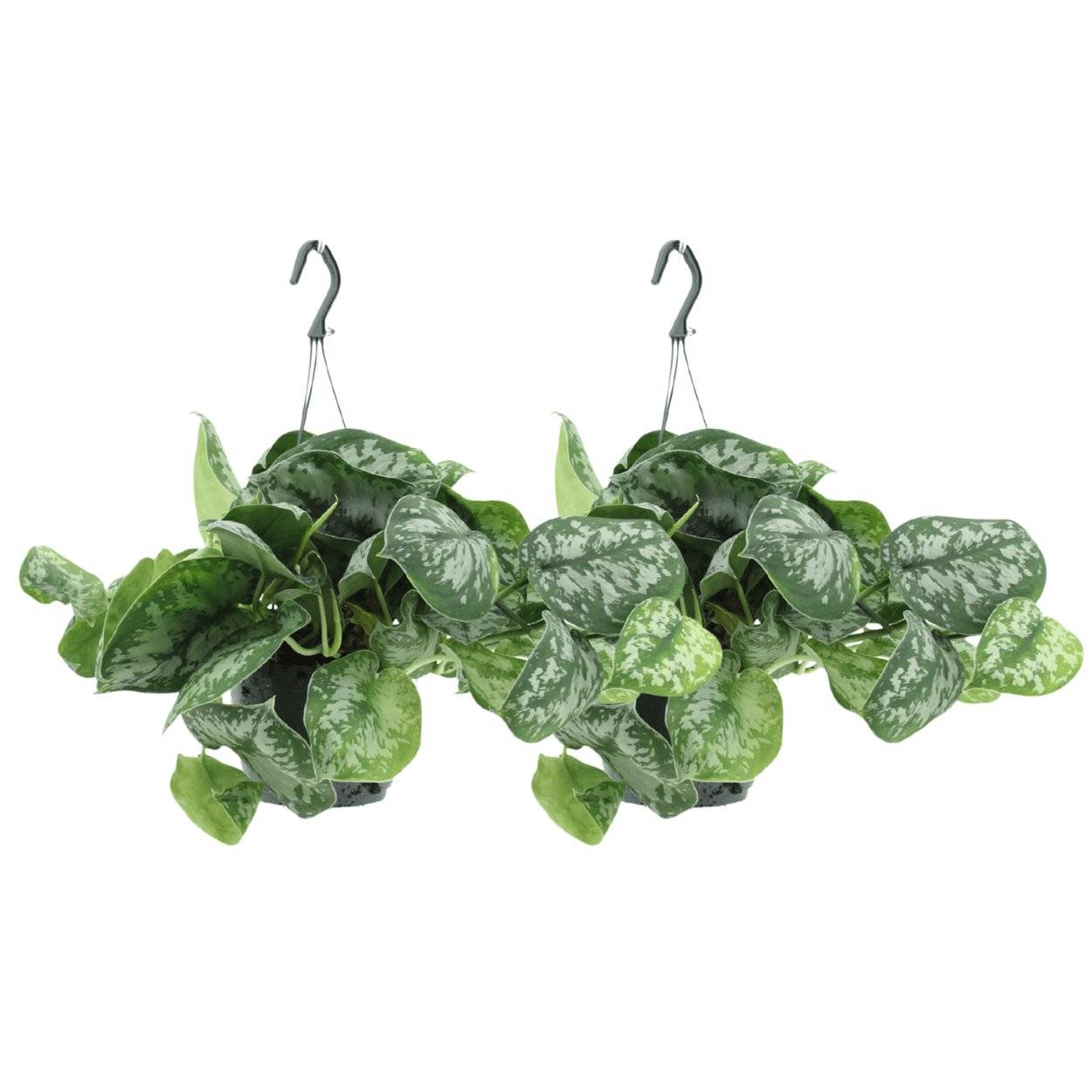 Scindapsus Pictus Trebie (Epipremnum) - H25cm - Image 2