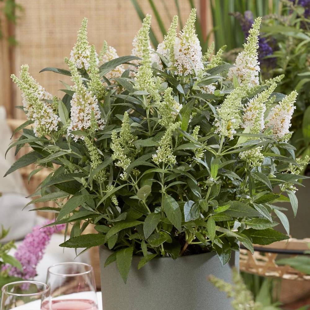 Arbre aux papillons Butterfly Candy® Little White 'BotEx003', Buddleia à fleurs Blanche - feuillage Caduc - Pot de 4L - 20/40 cm-  hauteur à maturité - Image 1