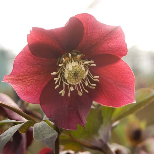 Promesse de Fleurs - Hellébore orientale Rouge Pot de 2L/3L