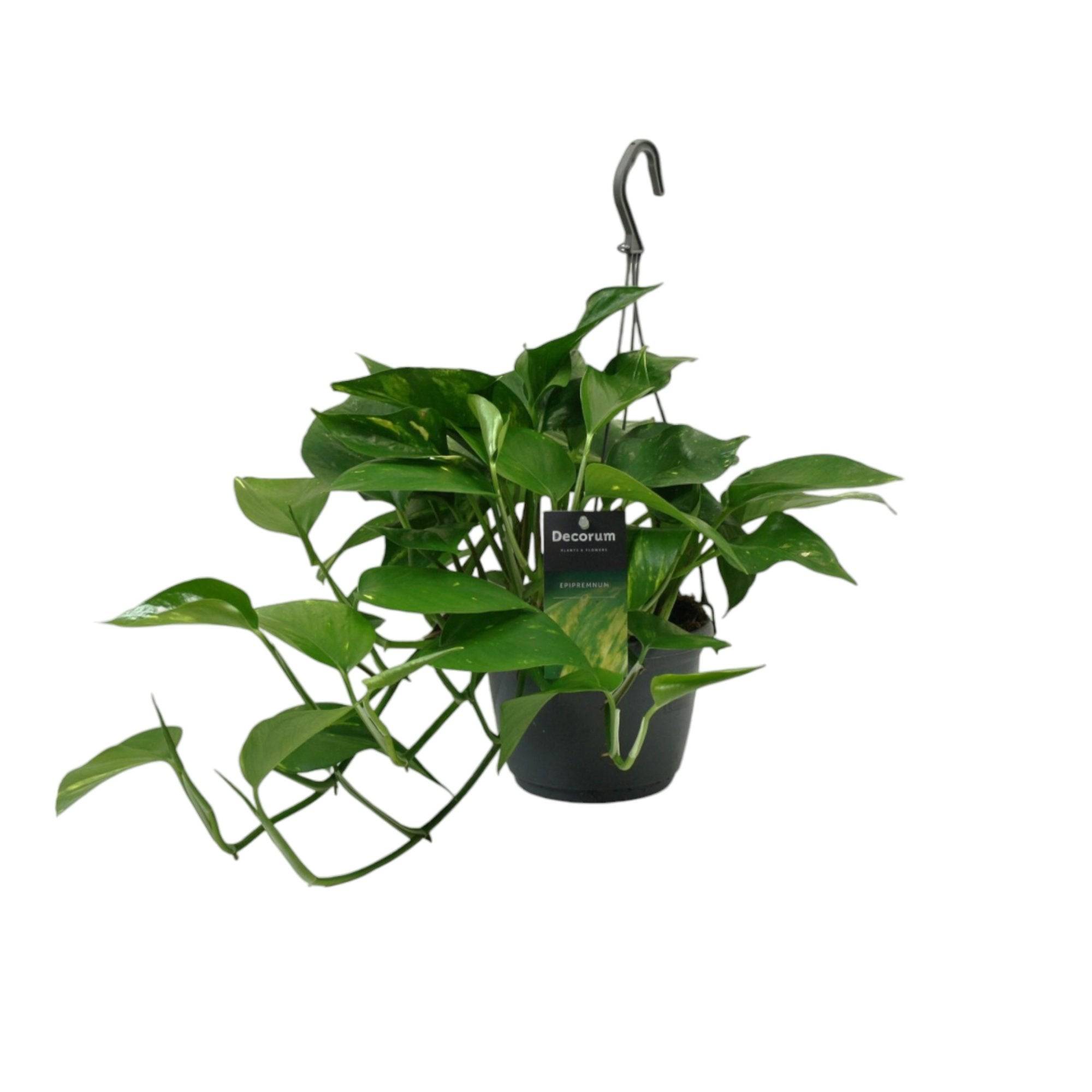 Scindapsus Epipremnum - D15 H45cm