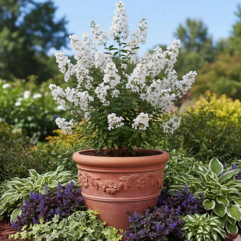 Lilas des Indes Papillons Blancs, Lagerstroemia à fleurs Rose - feuillage Caduc - Pot de 15 L - 100/120 cm- hauteur à maturité De 1,00 m à 1,50 m - Image 3