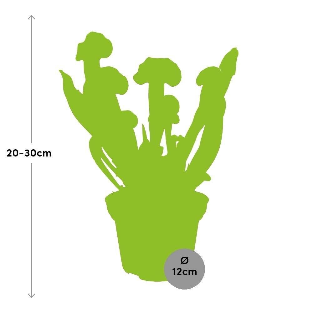 La Green Touch - Sarracenia Crimson wave 25cm - Plante d'intérieur- La Green Touch - Imagen 3