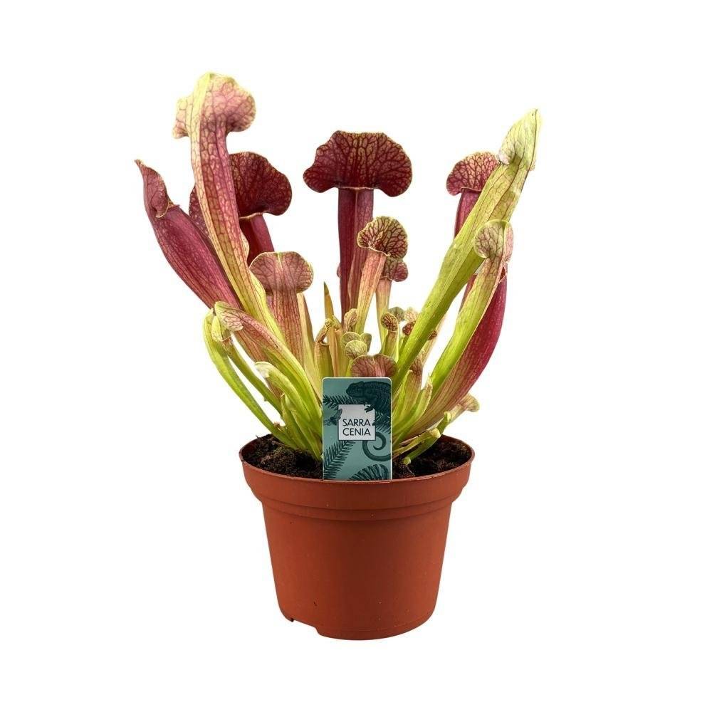 La Green Touch - Sarracenia Crimson wave 25cm - Plante d'intérieur- La Green Touch - Imagen 2