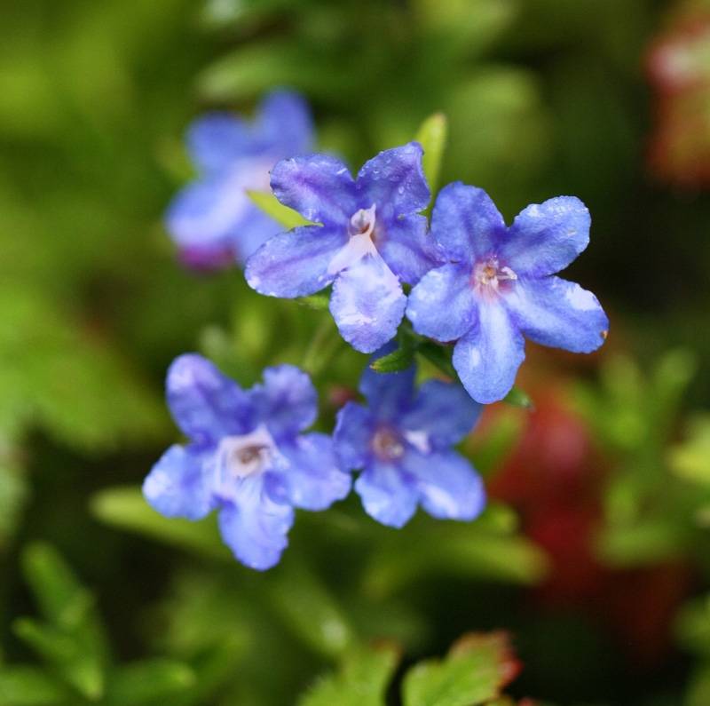Lithodora diffusa Heavenly Blue - Grémil diffus Godet de 8/9 cm