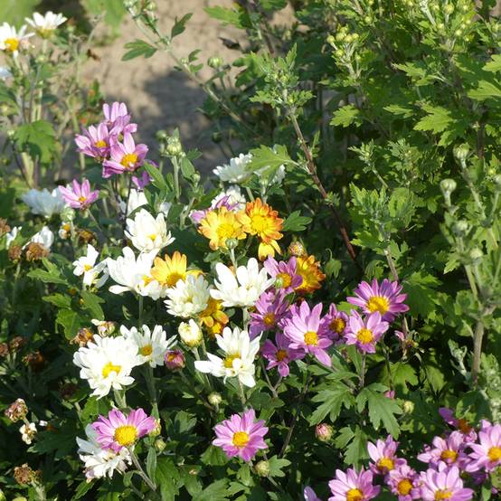 Graines de Chrysanthème des fleuristes Fanfare Improved F1 le sachet de 200 graines environ (0,1g)
