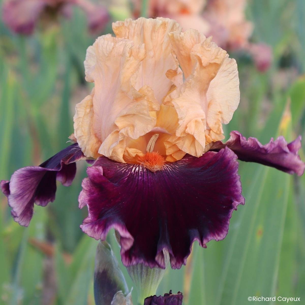 Promesse de Fleurs - Iris germanica Nuance Royale - Grand Iris des Jardins Rhizome
