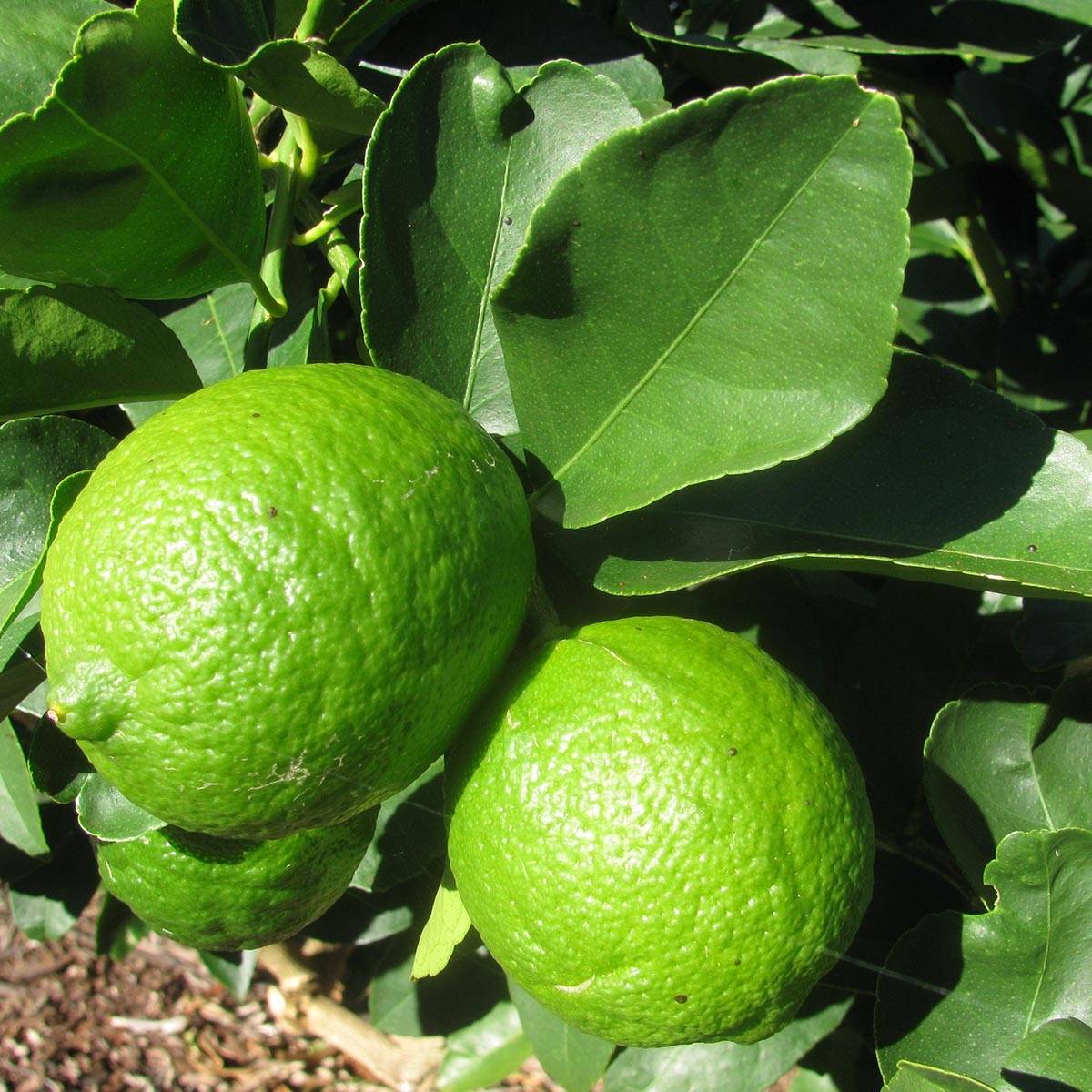 Promesse de Fleurs - Grand Citron vert - Citrus latifolia  Pot de 4L/5L, 1/4 de tige