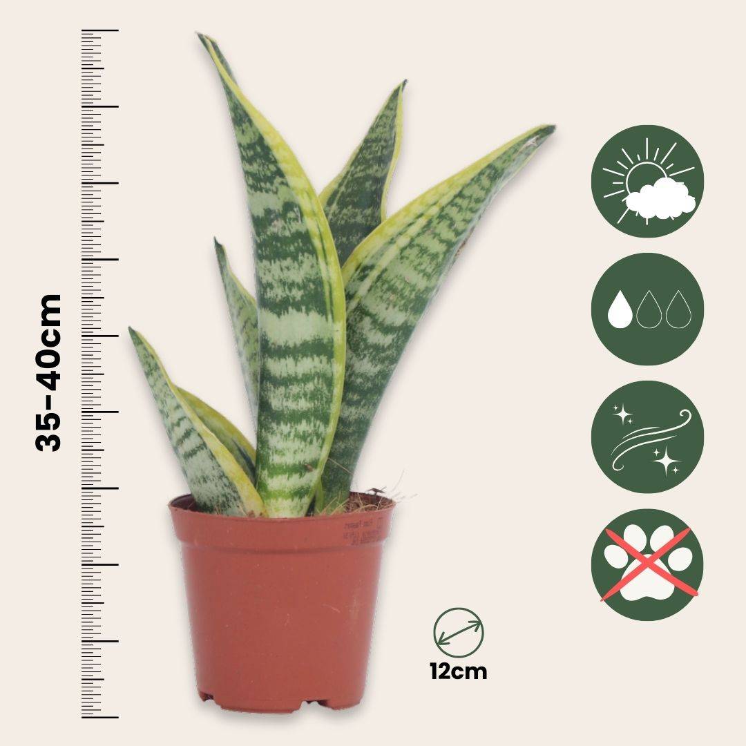Langue de belle-mère - Set de 4 - Sansevieria 'Superba' - H35-40cm - ⌀12cm - Image 6