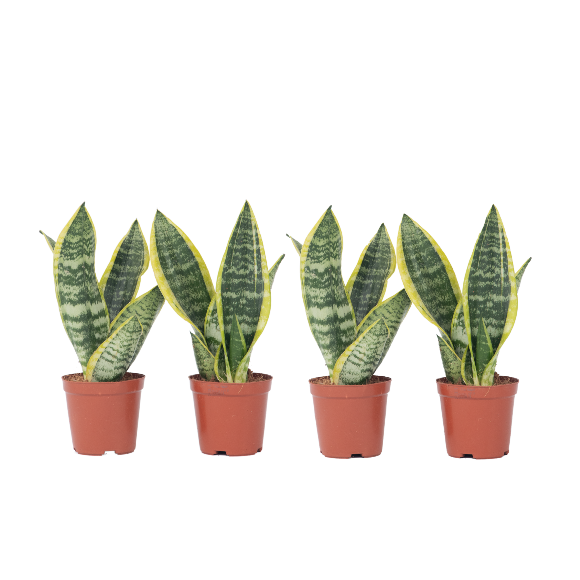 Langue de belle-mère - Set de 4 - Sansevieria 'Superba' - H35-40cm - ⌀12cm - Image 1