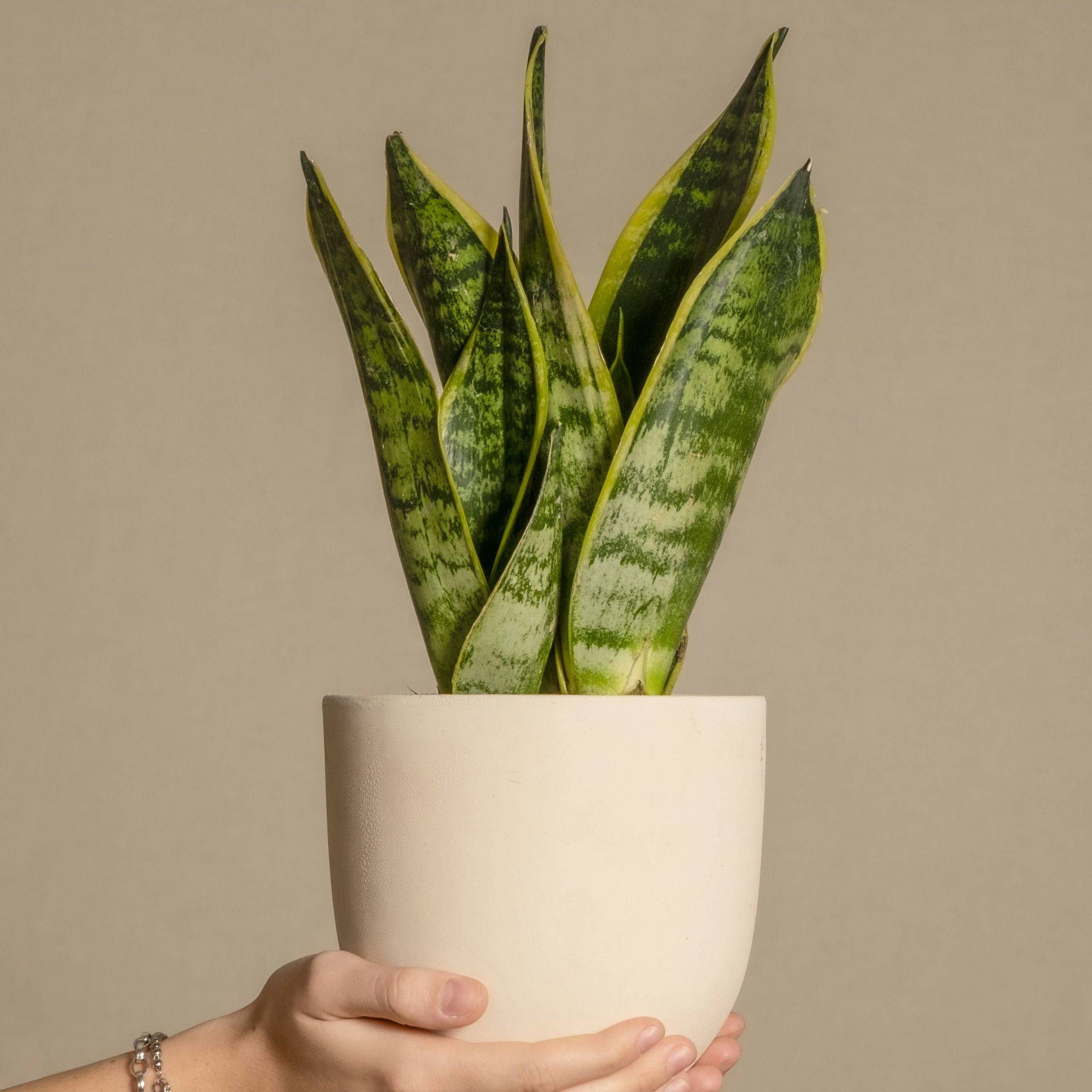 Langue de belle-mère - Set de 4 - Sansevieria 'Superba' - H35-40cm - ⌀12cm - Image 2