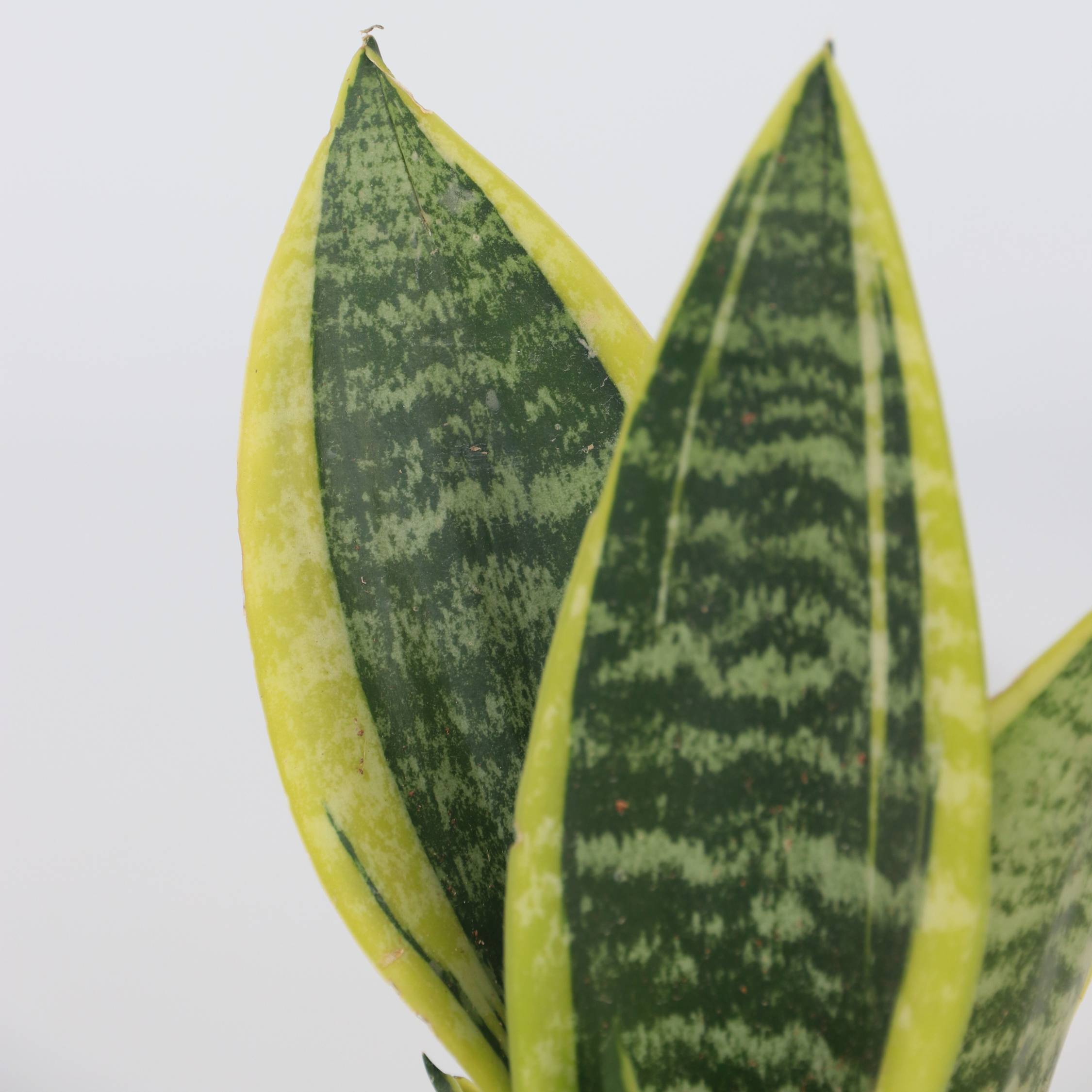 Langue de belle-mère - Set de 4 - Sansevieria 'Superba' - H35-40cm - ⌀12cm - Image 4