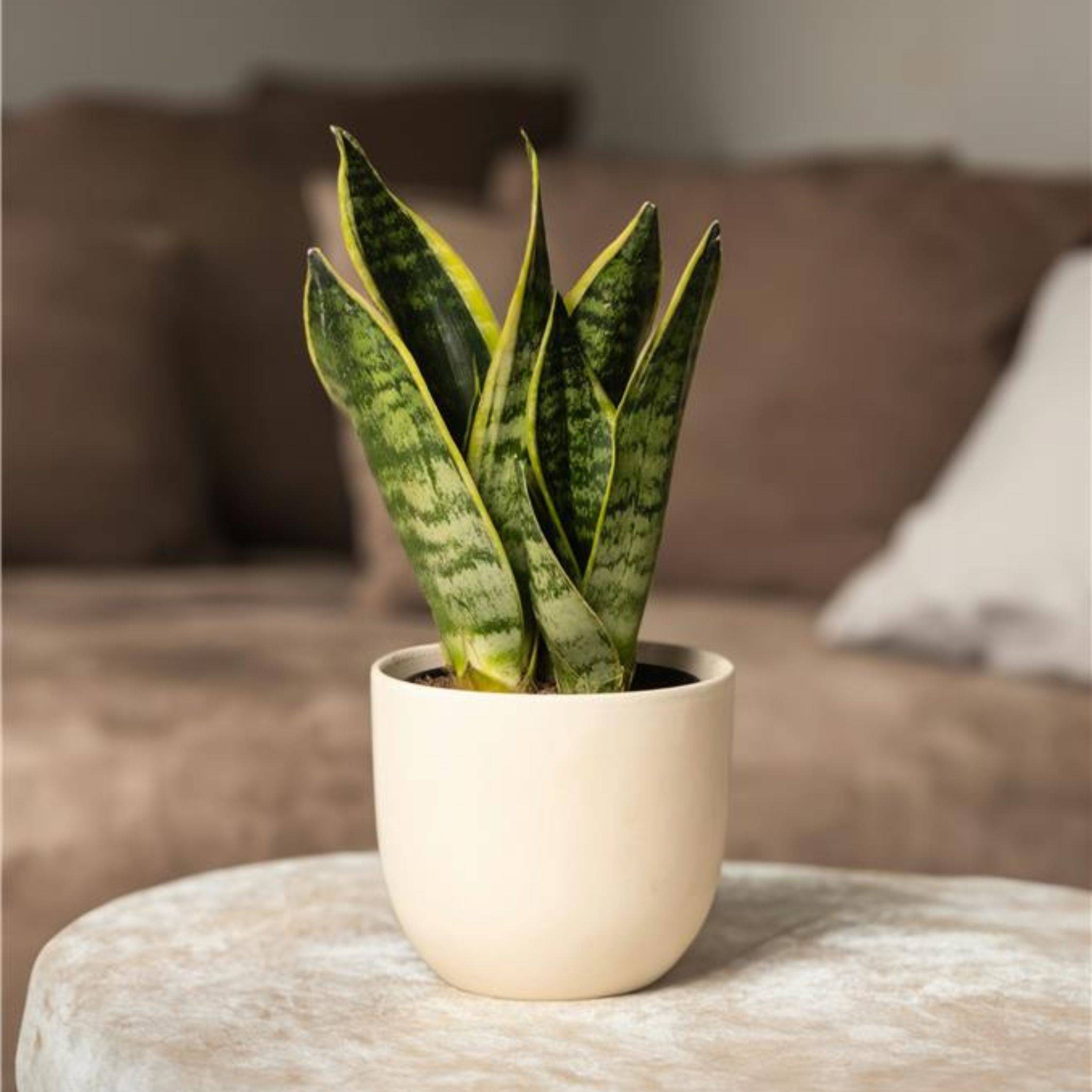 Langue de belle-mère - Set de 4 - Sansevieria 'Superba' - H35-40cm - ⌀12cm - Image 3