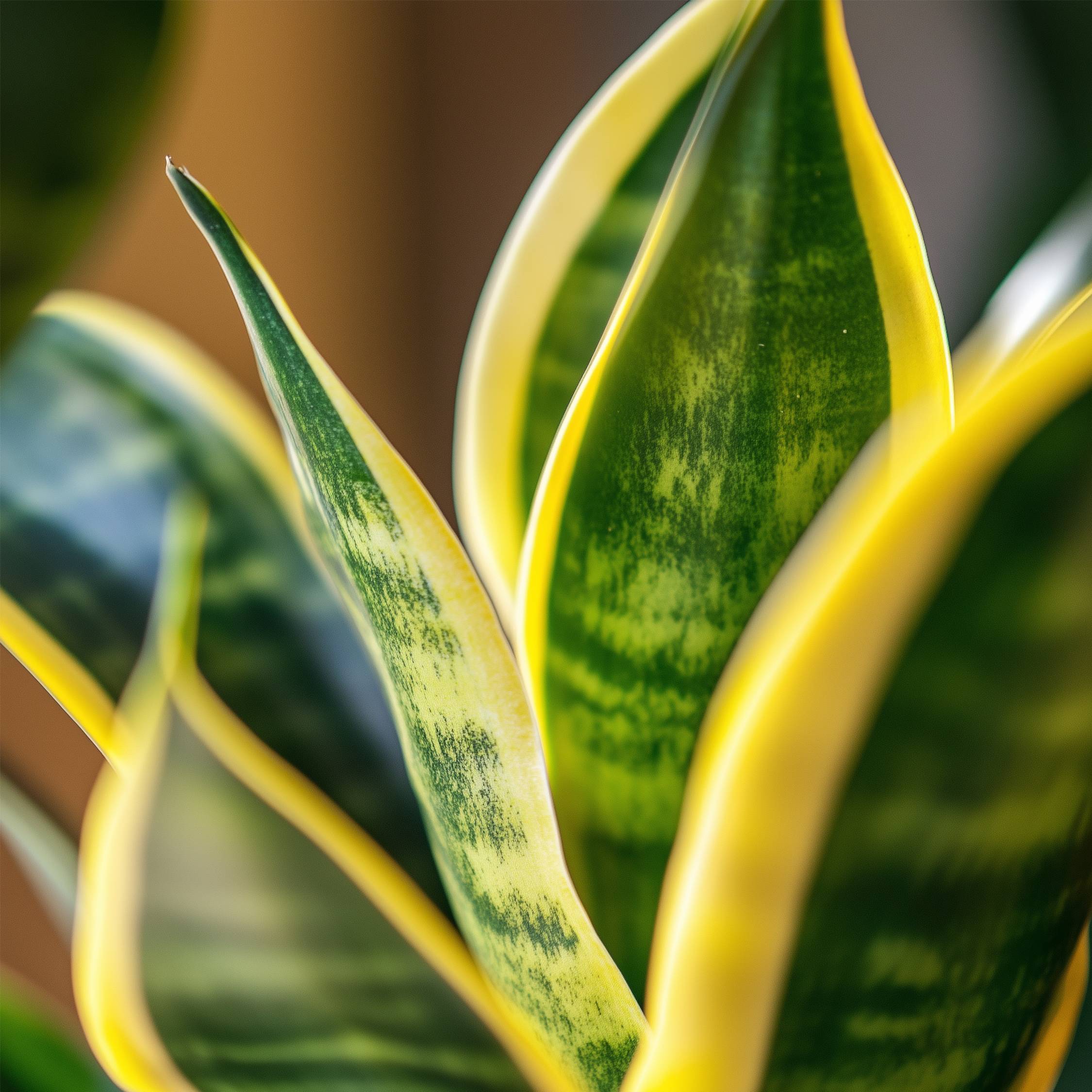 Langue de belle-mère - Set de 4 - Sansevieria 'Superba' - H35-40cm - ⌀12cm - Image 5