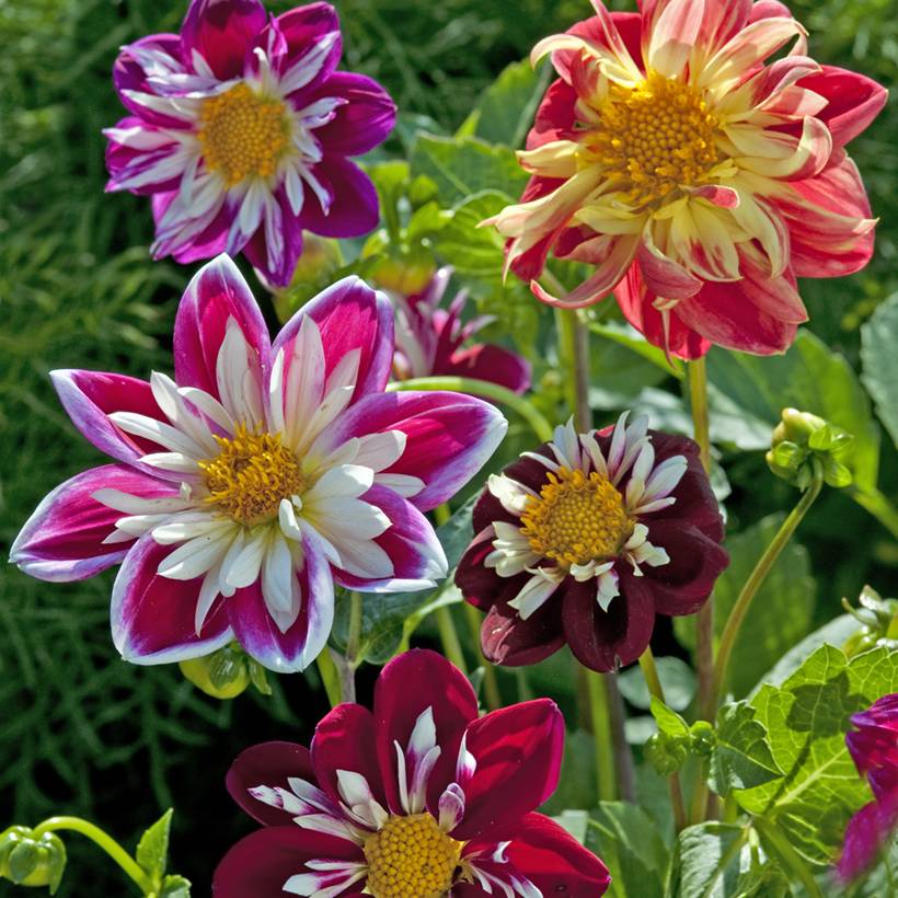 Graines de Dahlia nain Dandy Improved Mix amélioré en mélange le sachet de 50 graines environ (0,5g)