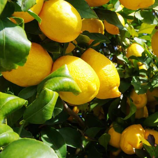 Sans Marque - Citrus Limon amalphitanusc (Citron Amalfi Sfusato) Pot de 4 litres - 30/50 cm - Image 1