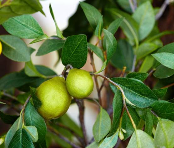 Sans Marque - Citrus Limon amalphitanusc (Citron Amalfi Sfusato) Pot de 4 litres - 30/50 cm - Image 2