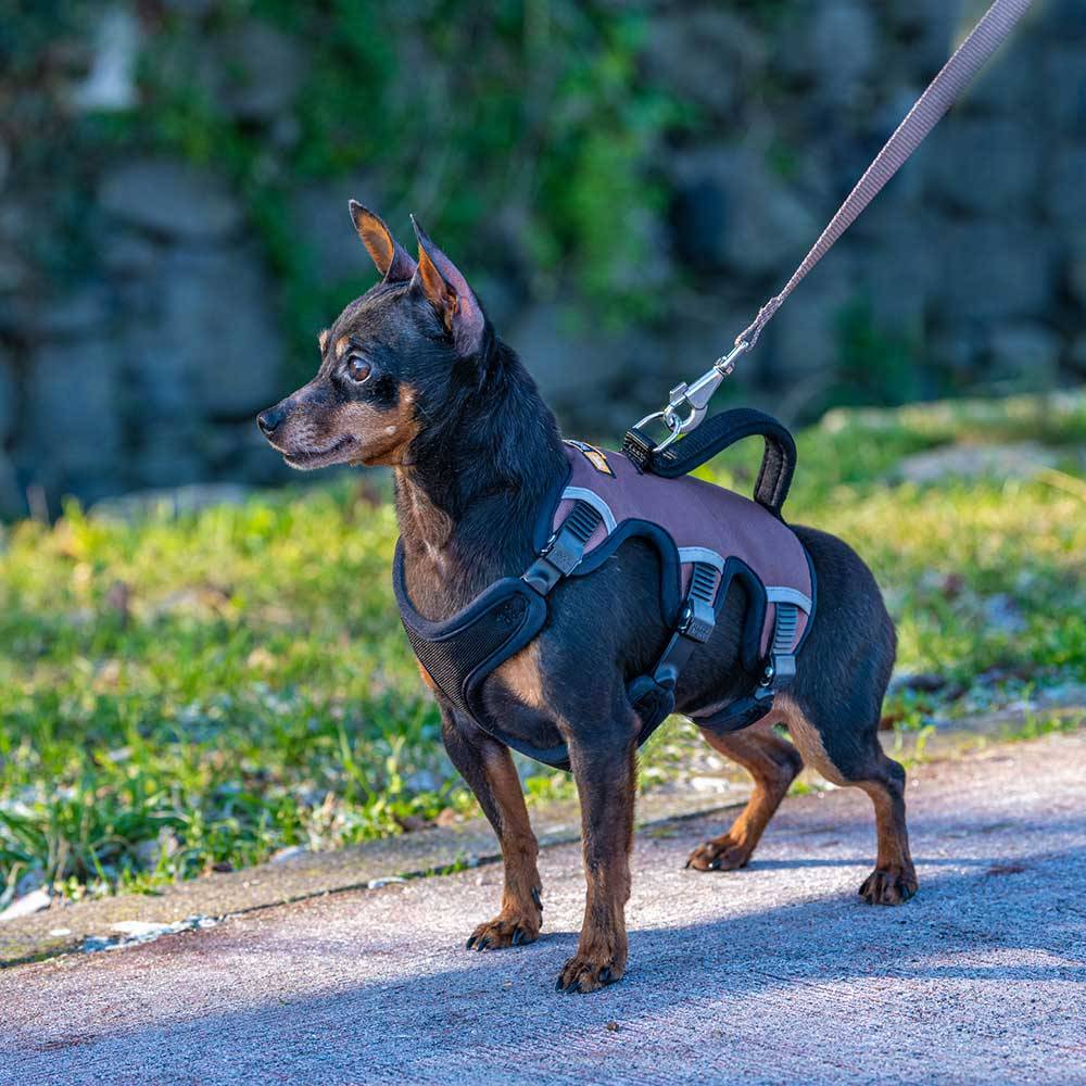 Ferplast - Ferplast Harnais Chien Réglable XS Poitrail 37-47 cm avec Poignée, Marron - Imagen 2