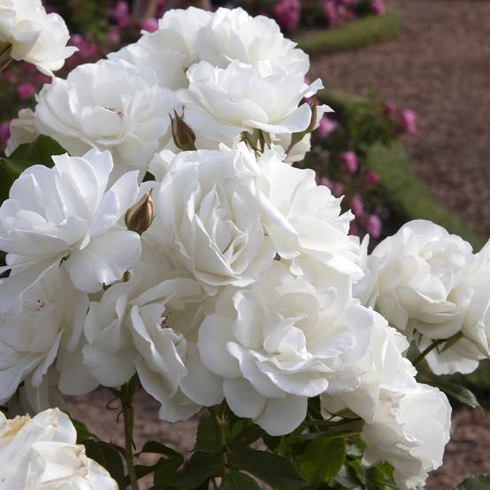 Rosier Patio Rose Baby Iceberg Pot de 3L/4L